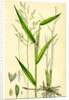 Leersia Oryzoides European Cut-Grass by Anonymous