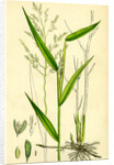 Leersia Oryzoides European Cut-Grass by Anonymous