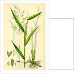 Leersia Oryzoides European Cut-Grass by Anonymous