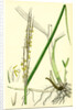 Spartina Alterniflora Many-Spiked Cord-Grass by Anonymous
