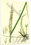 Spartina Alterniflora Many-Spiked Cord-Grass by Anonymous