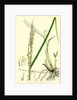 Spartina Alterniflora Many-Spiked Cord-Grass by Anonymous