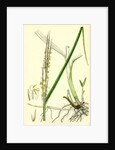 Spartina Alterniflora Many-Spiked Cord-Grass by Anonymous