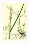 Spartina Alterniflora Many-Spiked Cord-Grass by Anonymous