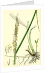Spartina Alterniflora Many-Spiked Cord-Grass by Anonymous