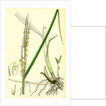 Spartina Alterniflora Many-Spiked Cord-Grass by Anonymous