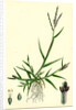 Digitaria Humifusa Glabrous Finger-Grass by Anonymous