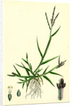 Digitaria Humifusa Glabrous Finger-Grass by Anonymous