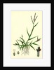 Digitaria Humifusa Glabrous Finger-Grass by Anonymous