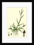 Digitaria Humifusa Glabrous Finger-Grass by Anonymous