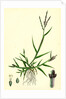 Digitaria Humifusa Glabrous Finger-Grass by Anonymous