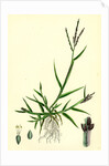 Digitaria Humifusa Glabrous Finger-Grass by Anonymous