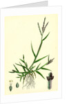 Digitaria Humifusa Glabrous Finger-Grass by Anonymous