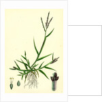 Digitaria Humifusa Glabrous Finger-Grass by Anonymous