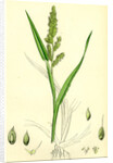 Echinochloa Crus-Galli Loose Panic-Grass by Anonymous