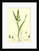 Echinochloa Crus-Galli Loose Panic-Grass by Anonymous