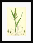 Echinochloa Crus-Galli Loose Panic-Grass by Anonymous