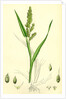 Echinochloa Crus-Galli Loose Panic-Grass by Anonymous