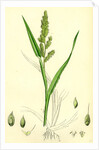 Echinochloa Crus-Galli Loose Panic-Grass by Anonymous