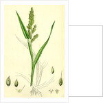 Echinochloa Crus-Galli Loose Panic-Grass by Anonymous