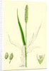 Setaria Viridis Green Bristle-Grass by Anonymous