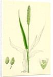 Setaria Viridis Green Bristle-Grass by Anonymous