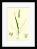 Setaria Viridis Green Bristle-Grass by Anonymous