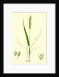 Setaria Viridis Green Bristle-Grass by Anonymous