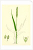 Setaria Viridis Green Bristle-Grass by Anonymous