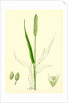 Setaria Viridis Green Bristle-Grass by Anonymous