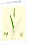 Setaria Viridis Green Bristle-Grass by Anonymous