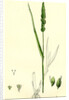 Setaria Verticillata Rough Bristle-Grass by Anonymous