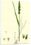 Setaria Verticillata Rough Bristle-Grass by Anonymous