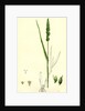 Setaria Verticillata Rough Bristle-Grass by Anonymous