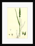 Setaria Verticillata Rough Bristle-Grass by Anonymous