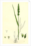 Setaria Verticillata Rough Bristle-Grass by Anonymous