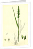 Setaria Verticillata Rough Bristle-Grass by Anonymous