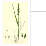Setaria Verticillata Rough Bristle-Grass by Anonymous