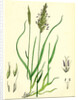 Anthoxanthum Odoratum Sweet-Scented Vernal-Grass by Anonymous