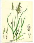 Anthoxanthum Odoratum Sweet-Scented Vernal-Grass by Anonymous