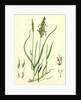 Anthoxanthum Odoratum Sweet-Scented Vernal-Grass by Anonymous