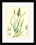 Anthoxanthum Odoratum Sweet-Scented Vernal-Grass by Anonymous