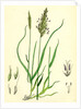 Anthoxanthum Odoratum Sweet-Scented Vernal-Grass by Anonymous