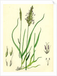 Anthoxanthum Odoratum Sweet-Scented Vernal-Grass by Anonymous