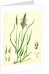 Anthoxanthum Odoratum Sweet-Scented Vernal-Grass by Anonymous