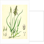 Anthoxanthum Odoratum Sweet-Scented Vernal-Grass by Anonymous