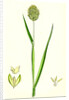 Phalaris Canariensis Canary-Grass by Anonymous