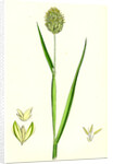 Phalaris Canariensis Canary-Grass by Anonymous