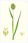 Phalaris Canariensis Canary-Grass by Anonymous