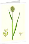 Phalaris Canariensis Canary-Grass by Anonymous